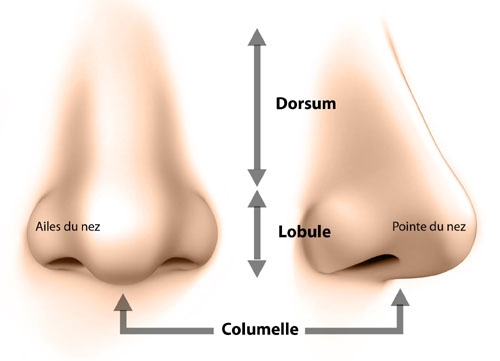 schema des zones concernees du nez pouvant etre corrigees par une rhinoplastie medicale